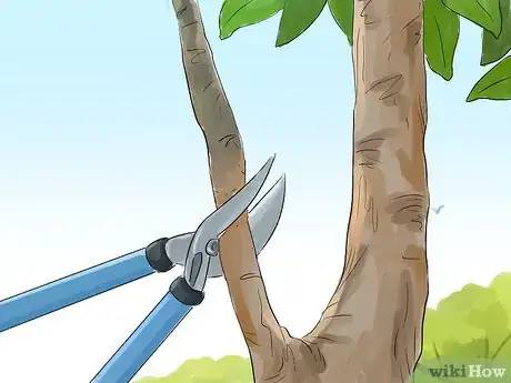 Image titled Prune a Magnolia Tree Step 4