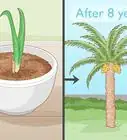 Grow Dates Indoors