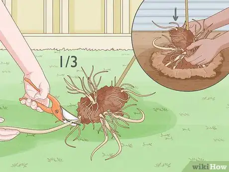 Image titled Propagate Hollyhocks Step 3