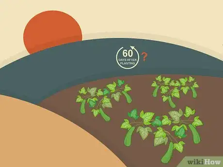 Image titled Harvest Zucchini Step 01