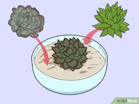 Image titled Make a Succulent Centerpiece Step 6