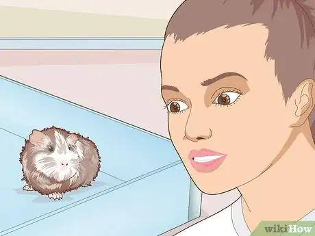 Image titled Teach Your Guinea Pig to Come when Called Step 14