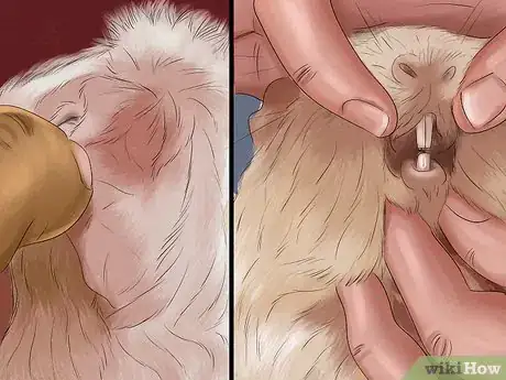 Image titled Adopt a Guinea Pig Step 6