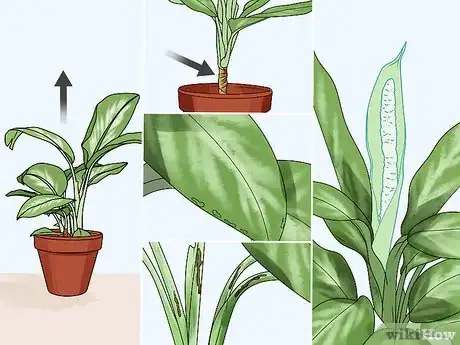 Image titled Grow Chinese Evergreens (Aglaonema) Step 13