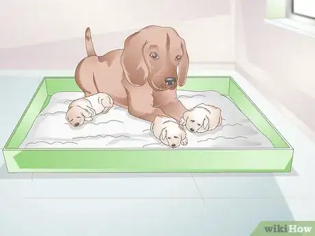 Image titled Get a Litter of Puppies to Sleep Step 9