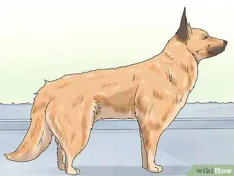 Image titled Identify a Belgian Laekenois Dog Step 7