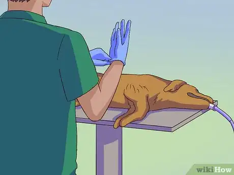 Image titled Calm a Male Dog when a Female Is in Heat Step 10