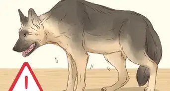 Stop a Dog from Eating Too Fast