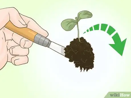 Image titled Grow Seedless Watermelons Step 9