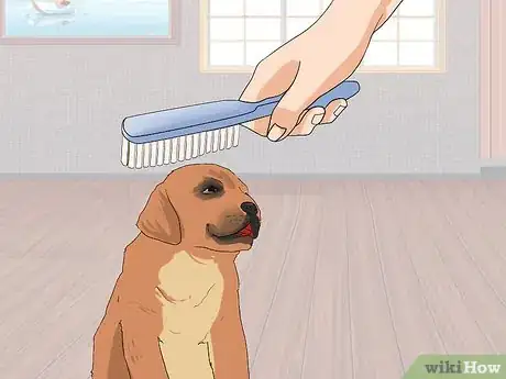 Image titled Socialize Orphaned Newborn Puppies Step 6