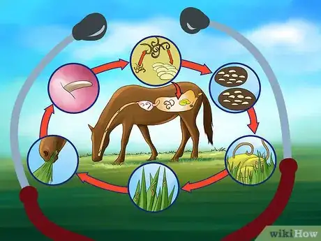 Image titled Get Rid of Strongyle Infestations in Horses Step 7