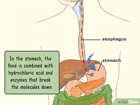 Image titled Study the Physiology of Digestion in the Human Body Step 2
