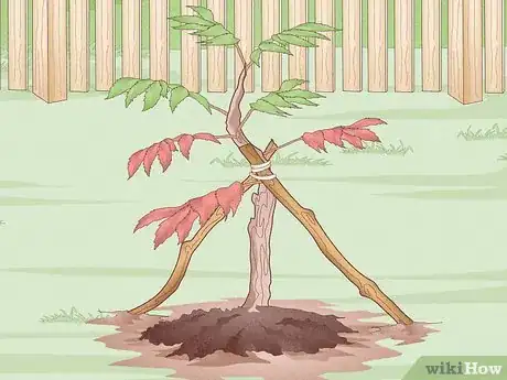 Image titled Plant Trees Near a Home without Damaging Your Foundation Step 15