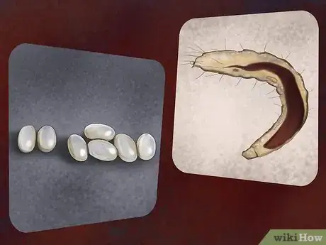 Image titled Identify Canine Flea Problems Step 5