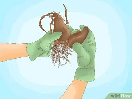 Image titled Cure Daffodil Bulbs for Replanting Step 5