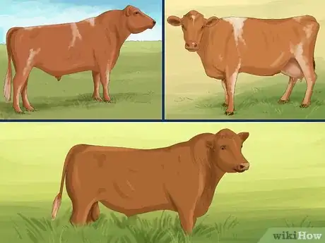 Image titled Identify Guernsey Cattle Step 3