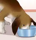 Ease Your Dog's Stomach Problems