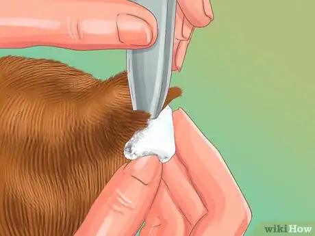 Image titled Collect Bodily Fluid Samples from a Cat Step 4