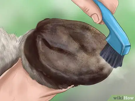 Image titled Maintain Good Hoof Care on Your Horse Step 8