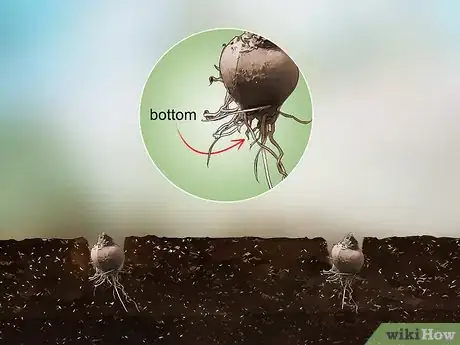 Image titled Plant Liatris Step 10