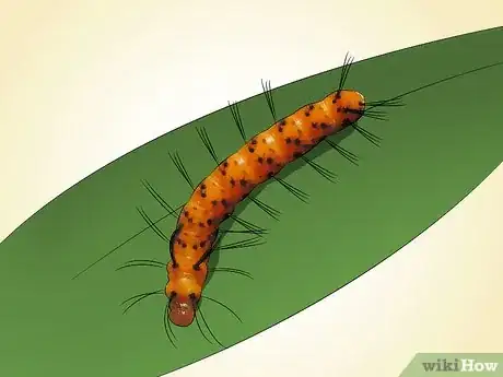 Image titled Grow Oleander Step 18