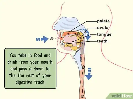 Image titled Study the Physiology of Digestion in the Human Body Step 1