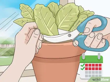 Image titled Grow Lettuce Indoors Step 15