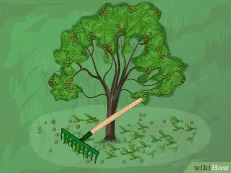 Image titled Harvest Pecans Step 7