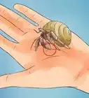 Care for Hermit Crabs