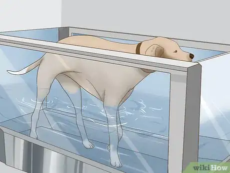 Image titled Exercise a Senior Dog on a Water Treadmill Step 6