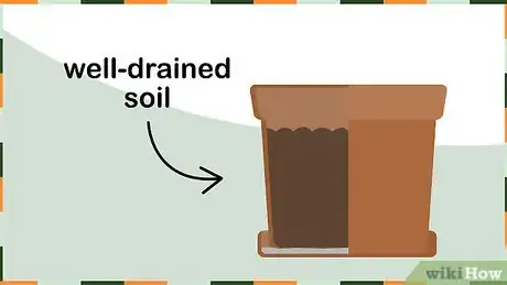 Image titled Plant Lily of the Valley Step 7