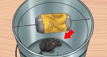 Catch an Escaped Pet Rat