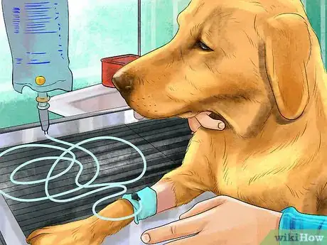 Image titled Spot Signs of Pancreatitis in Dogs Step 8