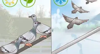 Encourage Doves to Coo