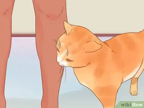 Image titled Become a Cat Person Step 7