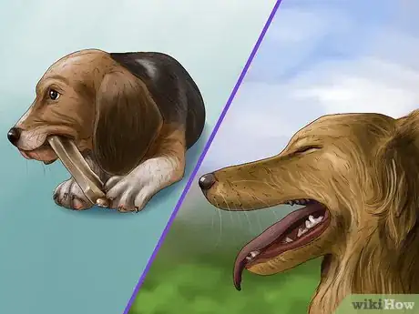 Image titled Care for a Rescued Dog Step 5