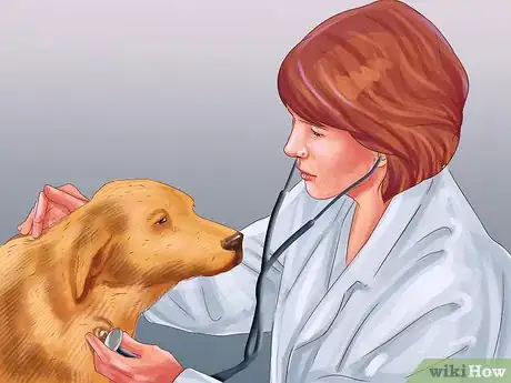 Image titled Diagnose Endocrine Disorders in Senior Dogs Step 5
