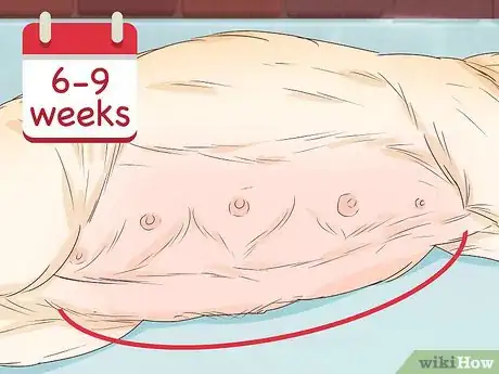 Image titled Tell if a Dog Is Pregnant Step 4