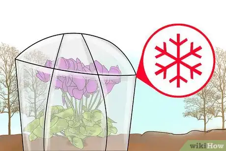 Image titled Care for Cyclamen Plants Step 14