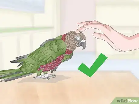 Image titled Teach a Hawk‐Headed Parrot to Speak Step 9