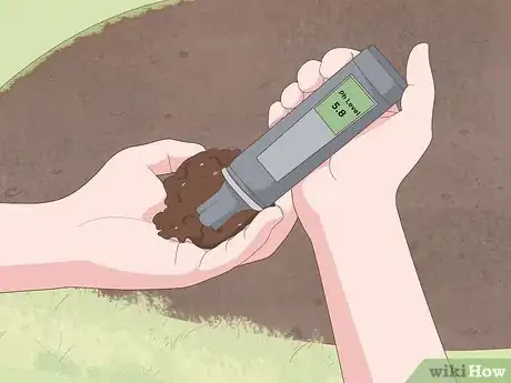 Image titled Plant Clematis Step 4