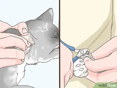 Image titled Take Care of a Burmilla Cat Step 7