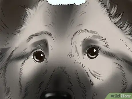 Image titled Identify a Norwegian Elkhound Step 3