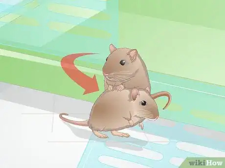 Image titled Groom a Gerbil Step 3