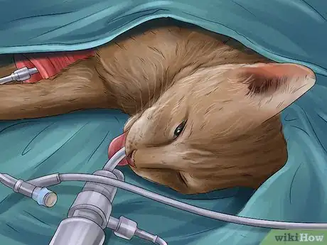 Image titled Diagnose and Treat Ear Infections in Cats Step 10