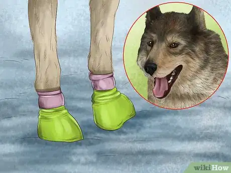 Image titled Care for Sled Dogs Step 7