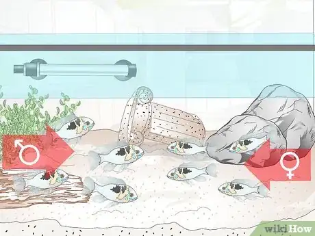 Image titled Keep German Blue Ram Cichlids Step 12