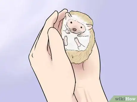 Image titled Buy a Hedgehog Step 7