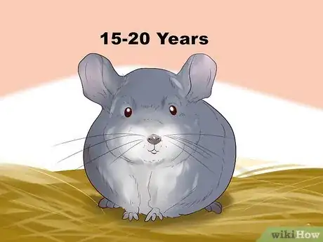 Image titled Know if a Chinchilla Is Right for You Step 2