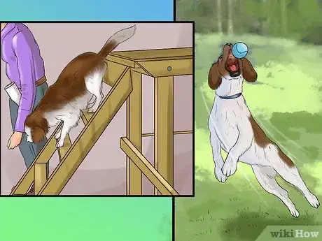 Image titled Identify a Welsh Springer Spaniel Step 10